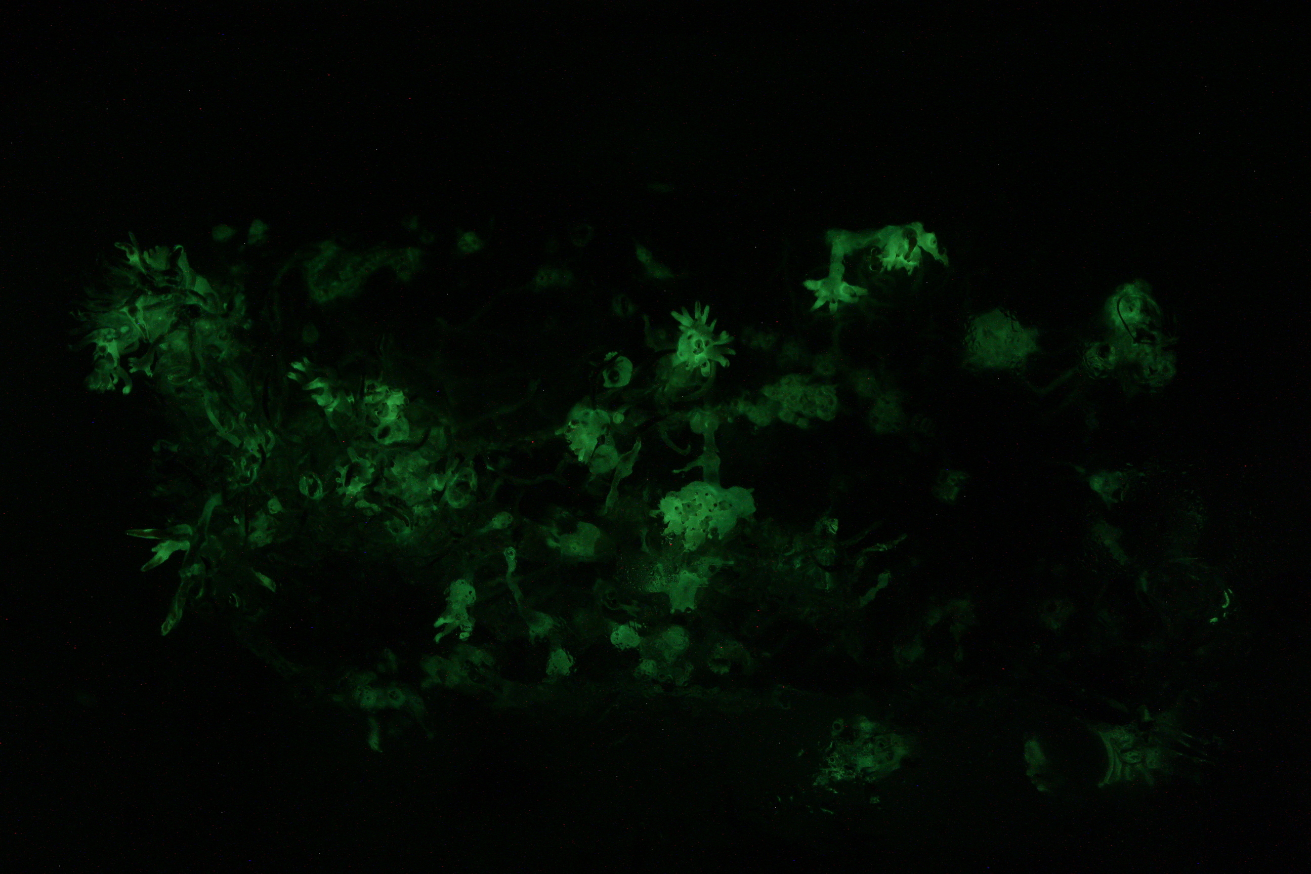 armillaria mellea bioluminescence