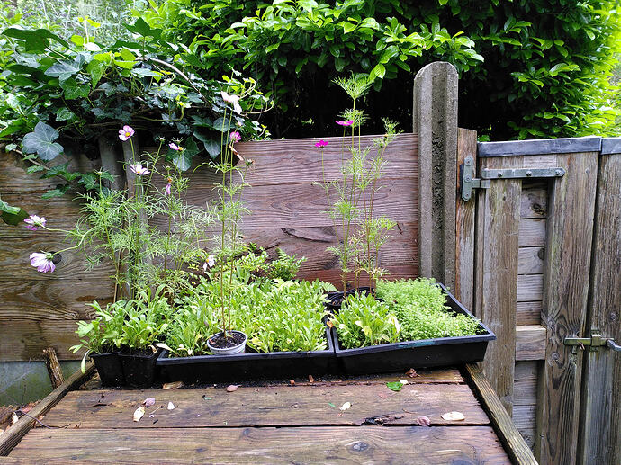 plants2