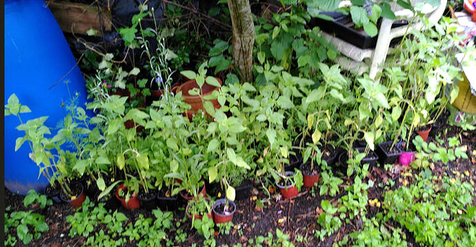 plants1