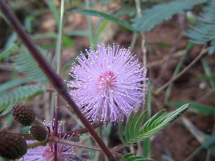 Mimosa_pudica_flower_3.jpg