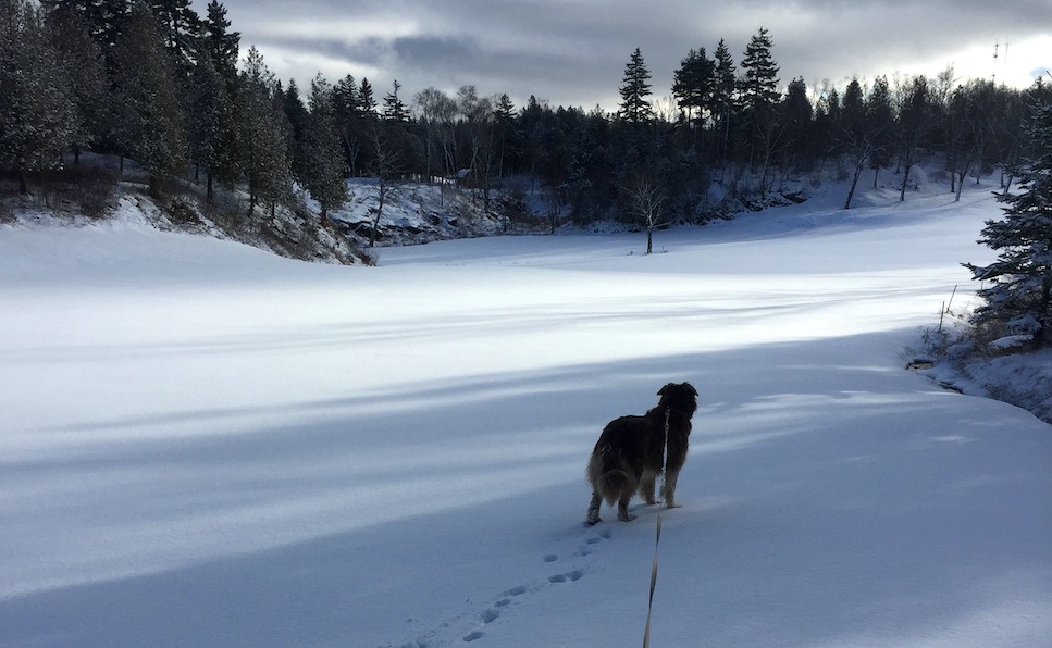 Molly walking in field